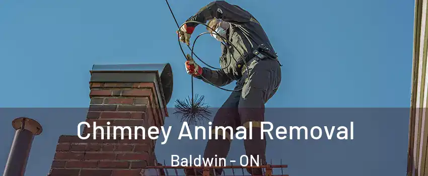 Chimney Animal Removal Baldwin - ON