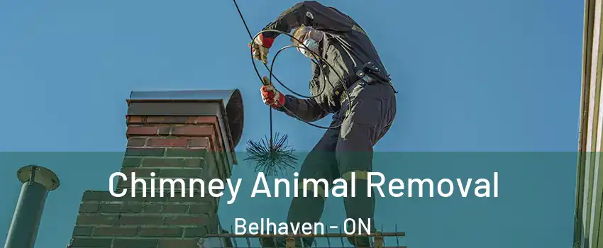 Chimney Animal Removal Belhaven - ON