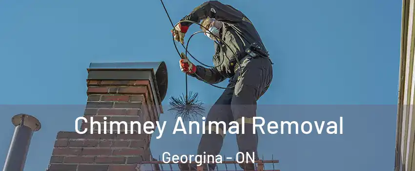 Chimney Animal Removal Georgina - ON