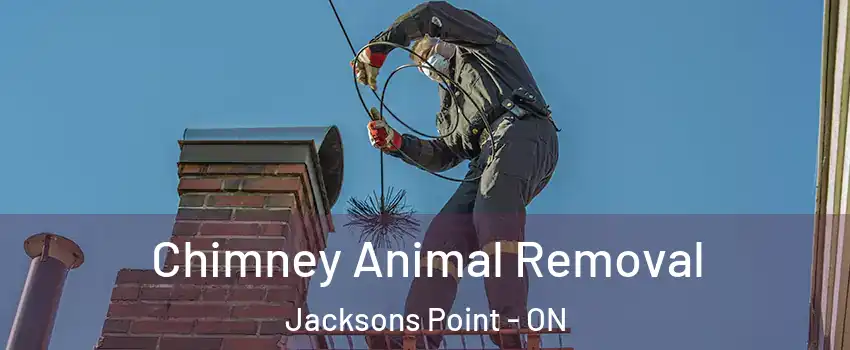 Chimney Animal Removal Jacksons Point - ON