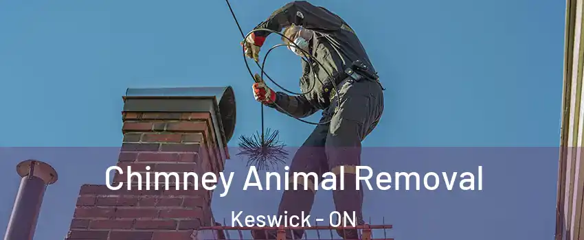 Chimney Animal Removal Keswick - ON