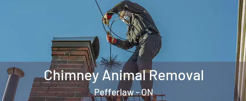 Chimney Animal Removal Pefferlaw - ON