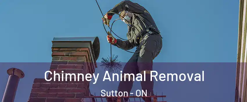 Chimney Animal Removal Sutton - ON