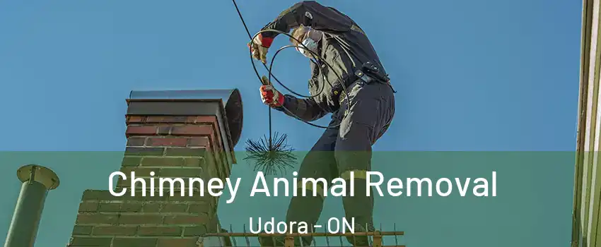Chimney Animal Removal Udora - ON