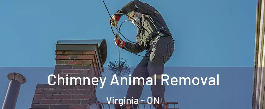 Chimney Animal Removal Virginia - ON