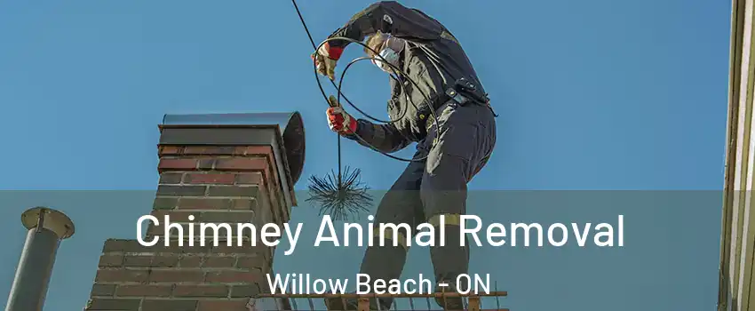 Chimney Animal Removal Willow Beach - ON